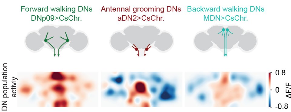 First, we recorded DN activity while activating command-like DNs. To our surprise, we observed that distinct populations of additional DNs are recruited.
This experiment already told us the the command DN and population DN model are in fact two faces of the same coin.

(3/n)