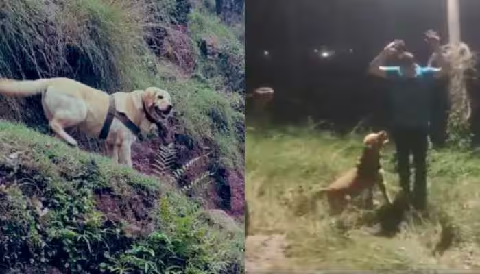 <a href="/ANI/">ANI</a> Kent's heroic act is a reminder of the sacrifices that our canine soldiers make in the line of duty. She is a true hero and her bravery will never be forgotten.

Kent was a highly trained tracker and search dog. She had been deployed in several operations in Jammu and Kashmir and