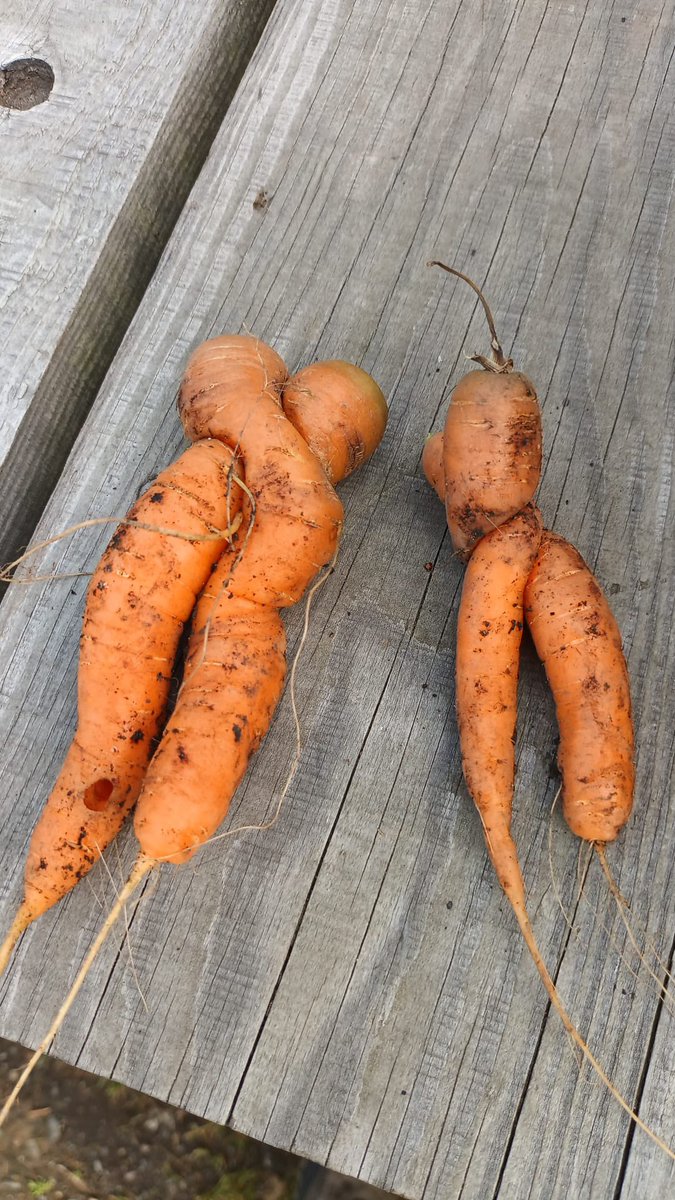 Loving all the colourful veg being harvested at the moment and we’re always here for wonky carrots #EatTheRainbow #WonkyVeg