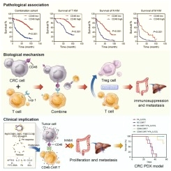 Investigation of the enhanced antitumour potency of
CD46-specific chimeric antigen receptor-T cells in human colorectal
cancer liver metastases after combination with
nanotherapeutics
bit.ly/45Q4M99