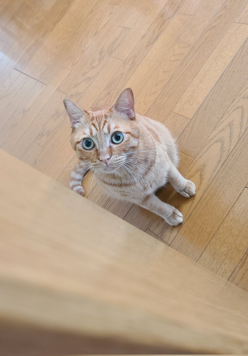 Wyy0iGDlBXG7iM2's tweet photo. 今日も可愛い！！！！！！
いつも癒しをありがとう！！！！！

 #猫がいる暮らし 
 #猫との暮らし 
 #猫のいるくらし 
 #猫がいる幸せ 
 #猫写真 
 #茶トラ https://t.co/vhN0LW1f01