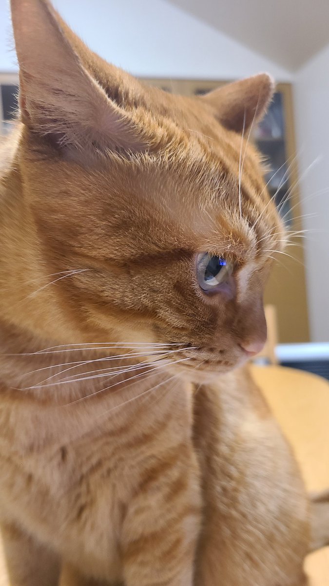 Wyy0iGDlBXG7iM2's tweet photo. 今日も可愛い！！！！！！
いつも癒しをありがとう！！！！！

 #猫がいる暮らし 
 #猫との暮らし 
 #猫のいるくらし 
 #猫がいる幸せ 
 #猫写真 
 #茶トラ https://t.co/vhN0LW1f01