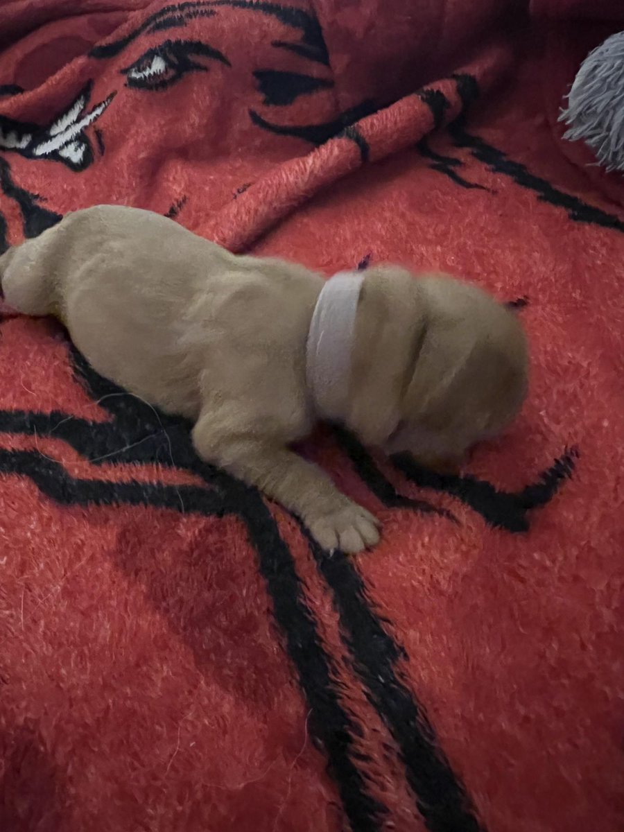 PrismaticAttic's tweet photo. My new furbaby!! It's a girl! She gets to come home in 6 weeks!! We still need a name? #puppy #puppylove #puppyoftheday #furbaby #newpuppy #newfurbaby #mansbestfriend #goldenretriever #goldenretrieversofx https://t.co/cgeCsyiSUK