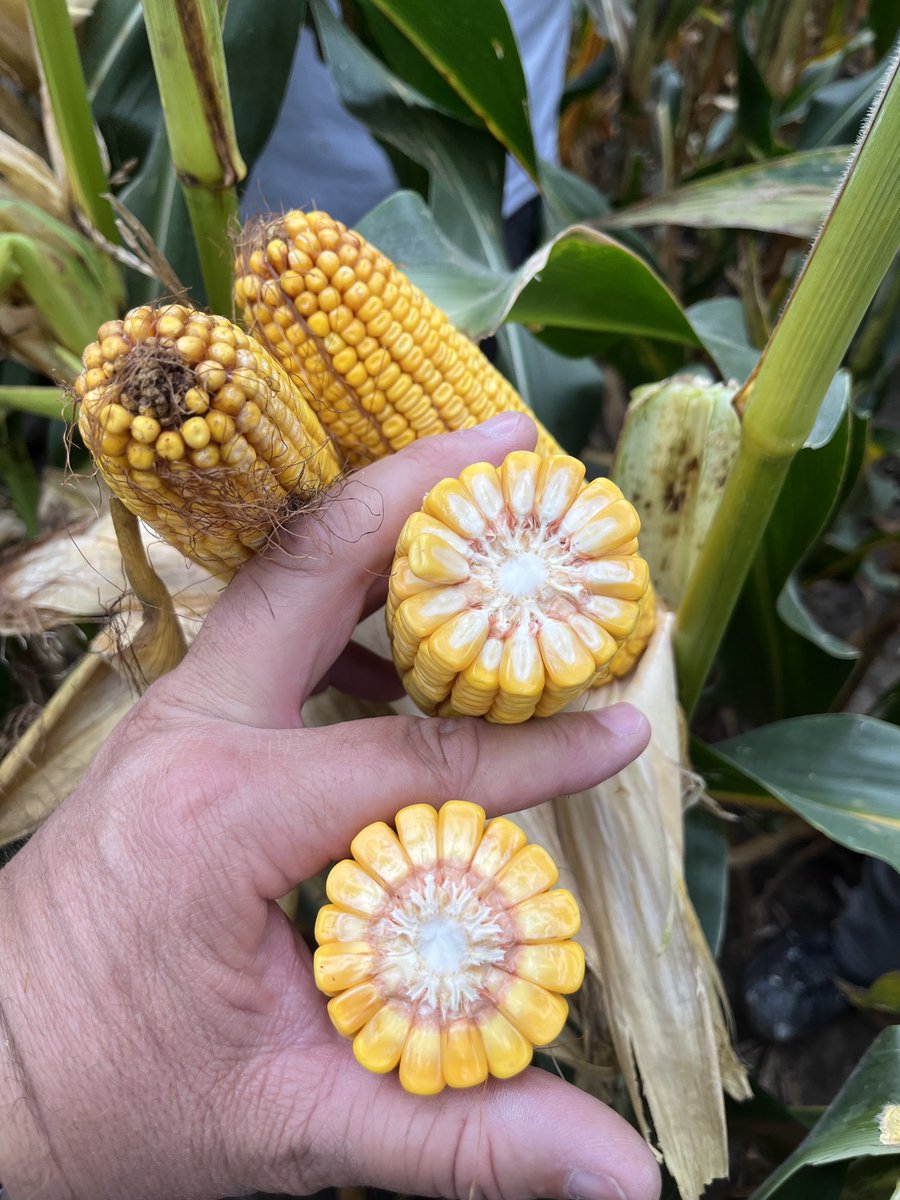 Walking plots in Indiana this week.  10B61 is looking amazing!! ⁦<a href="/GldnHarvest/">Golden Harvest Seeds</a>⁩