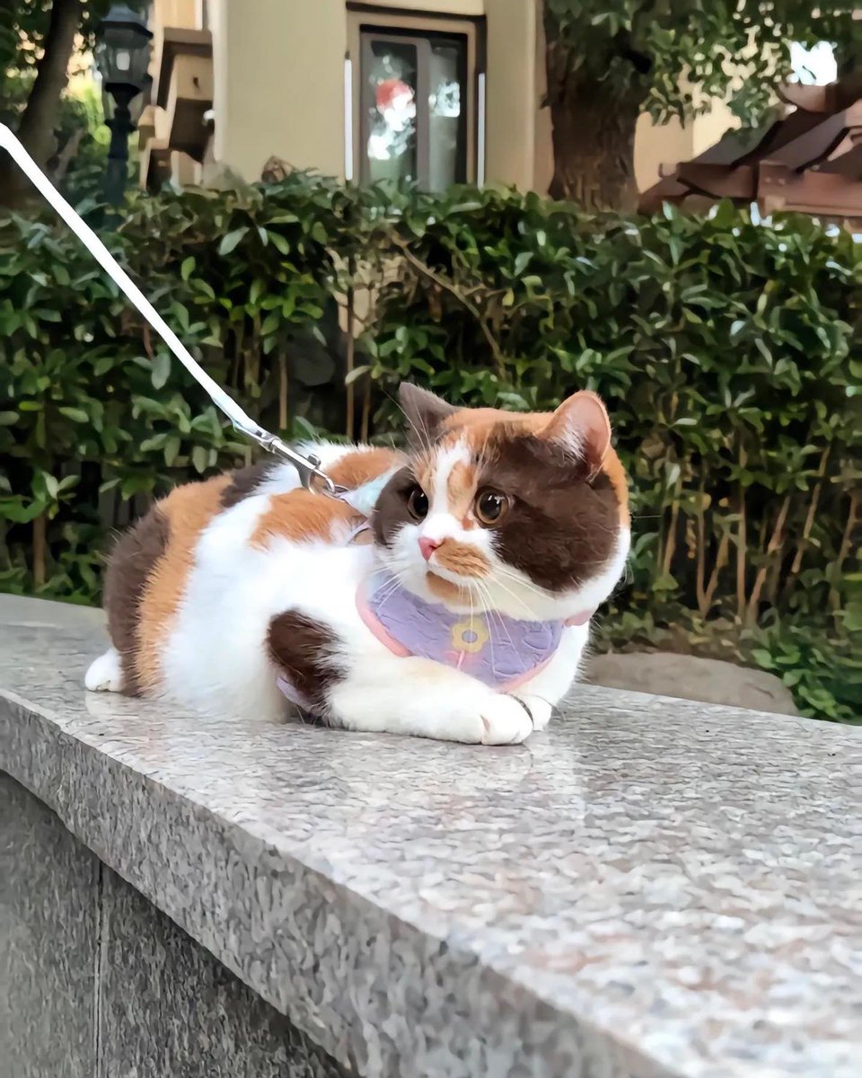 latte cat 🐈

#cat #cutecat #animal