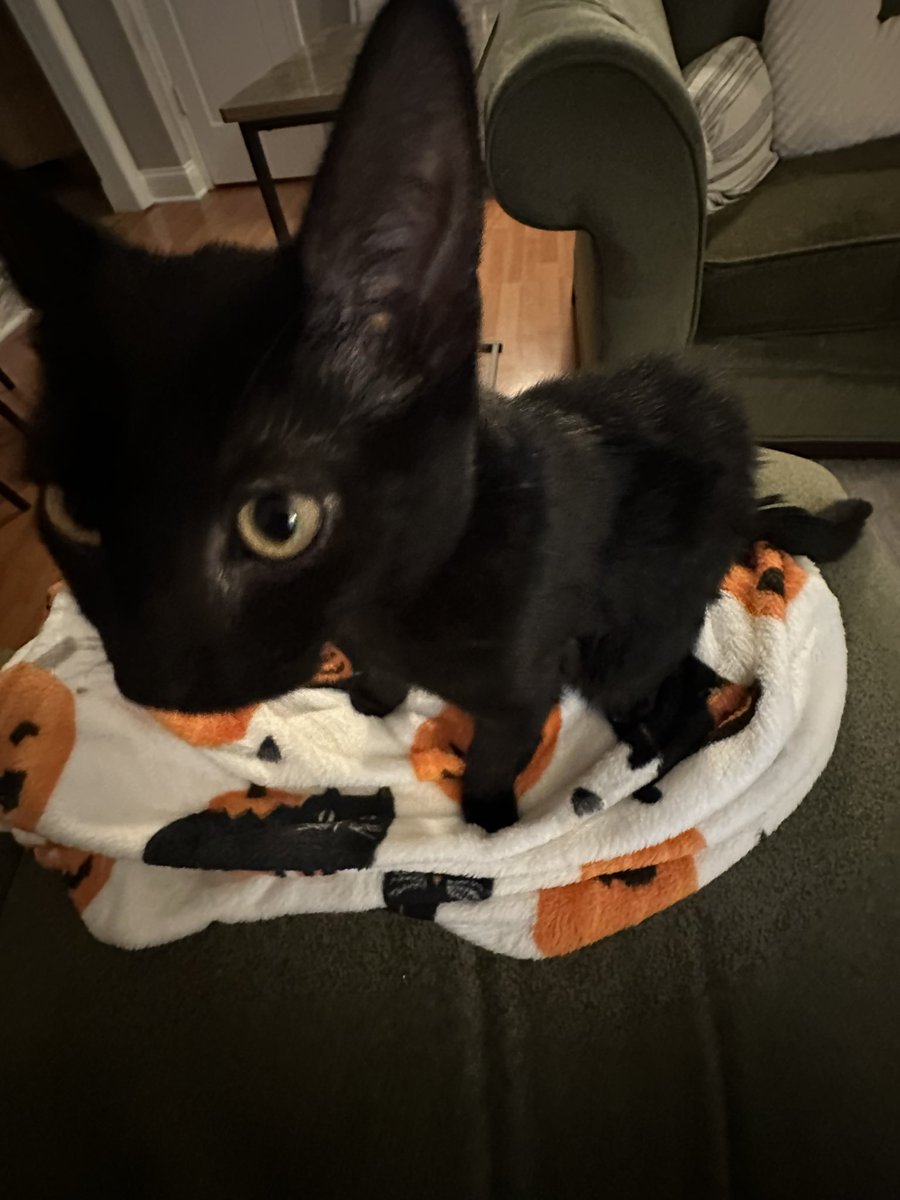 ugh_sela's tweet photo. 0.5x cat https://t.co/1iqB3I58cY