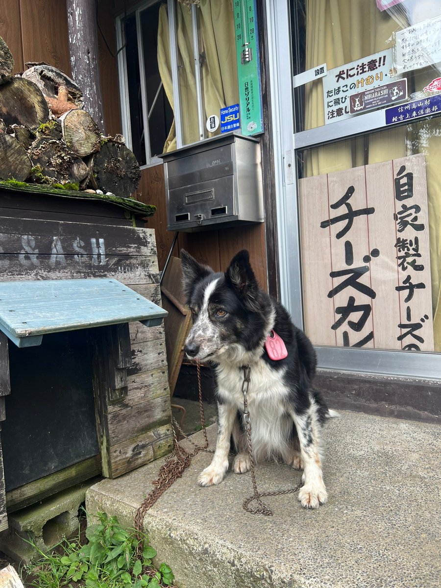 山田牧場 の #見晴茶屋 さんの #看板犬 (#看板娘) お母さんのアッシュ