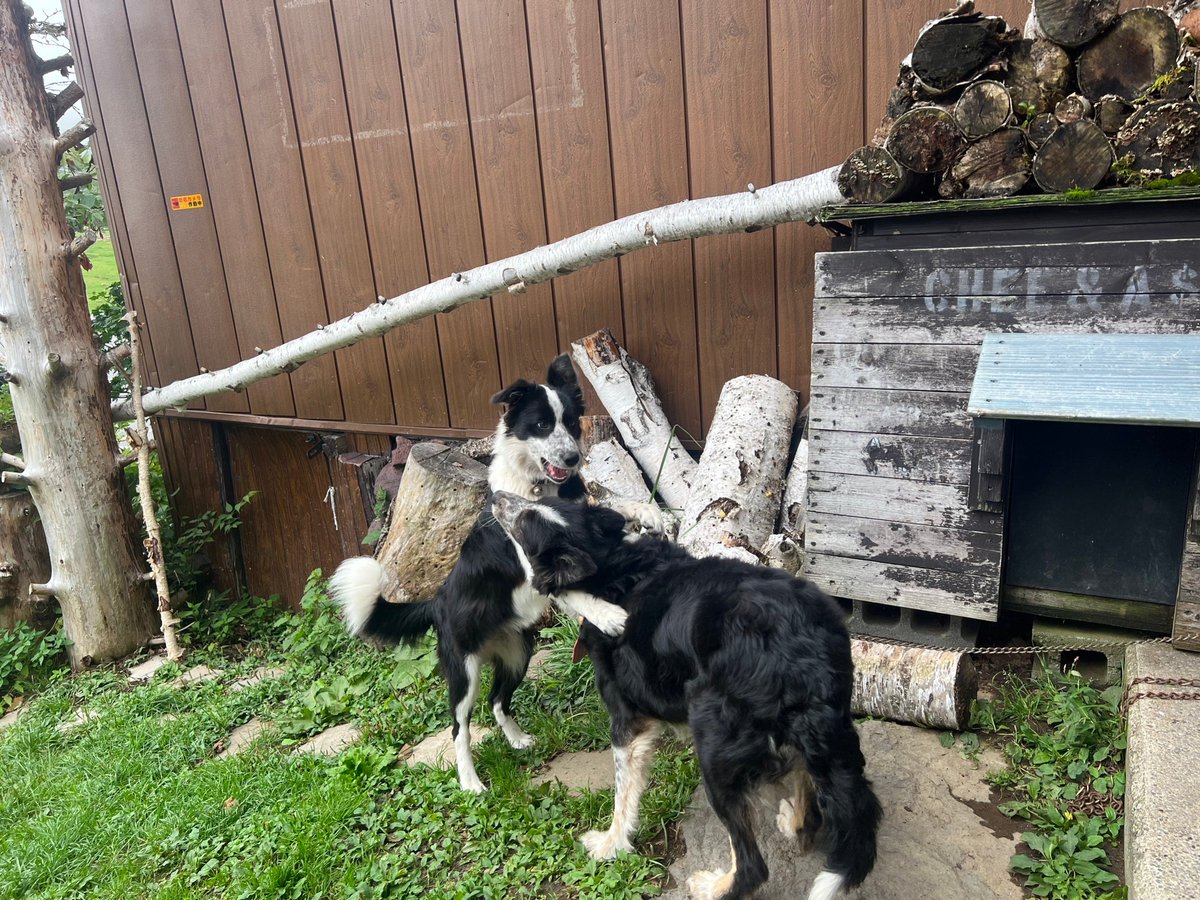 山田牧場 の #見晴茶屋 さんの #看板犬 (#看板娘) お母さんのアッシュ