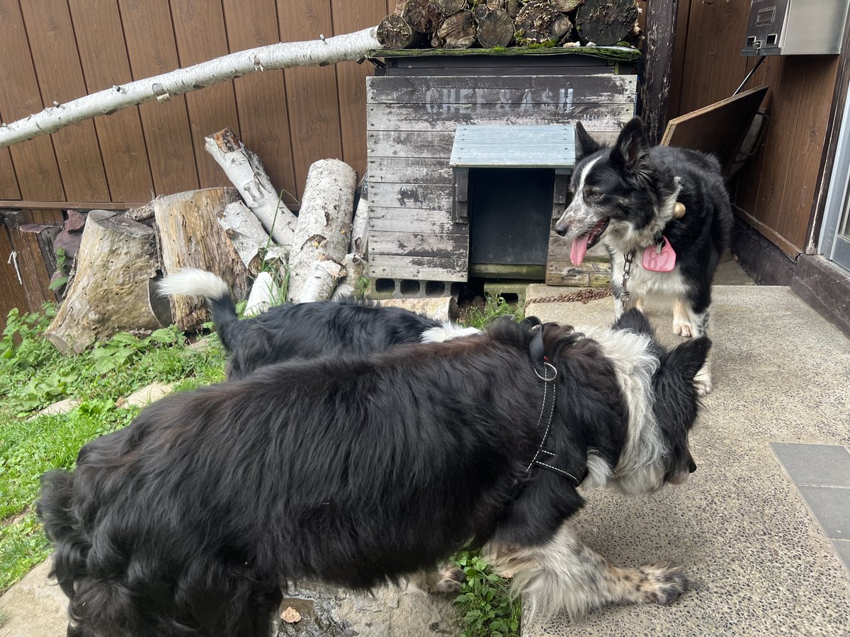 山田牧場 の #見晴茶屋 さんの #看板犬 (#看板娘) お母さんのアッシュ