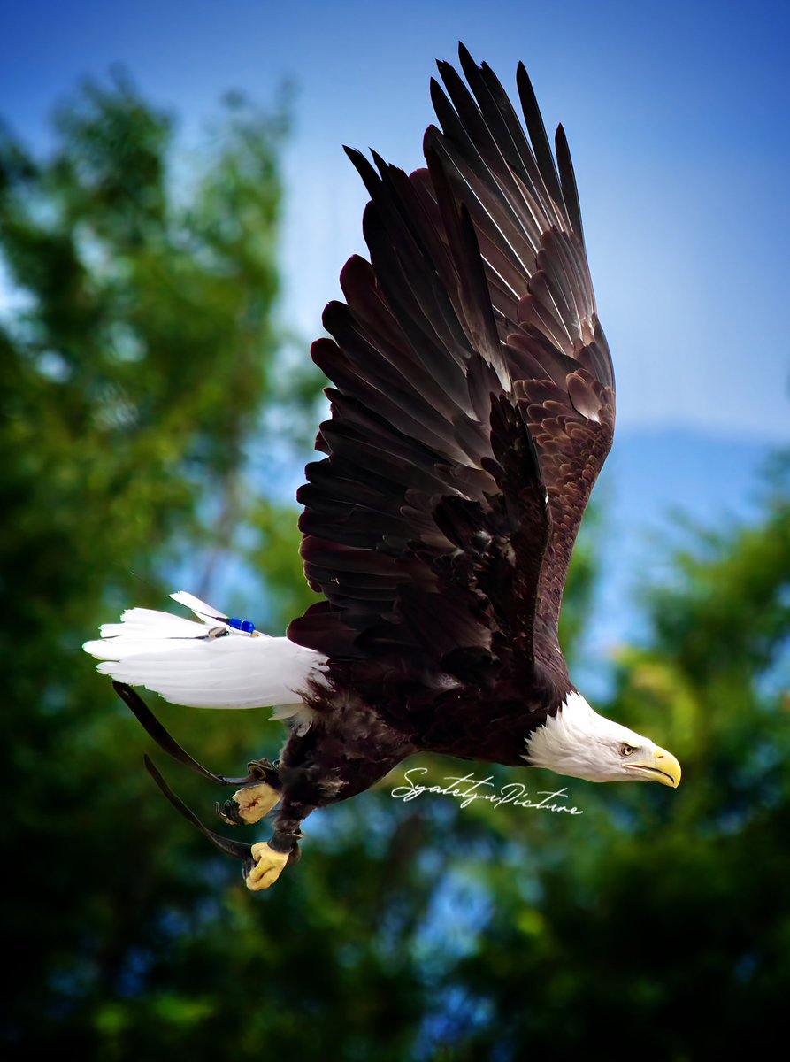 『Bald Eagle』

#白頭鷲
#Eagle
#PENTAX
#pentaxk3mkiii
#写真好きな人と繋がりたい 
#カメラ好きな人と繫がりたい
#写真で伝える私の世界 
#ファインダー越しの私の世界