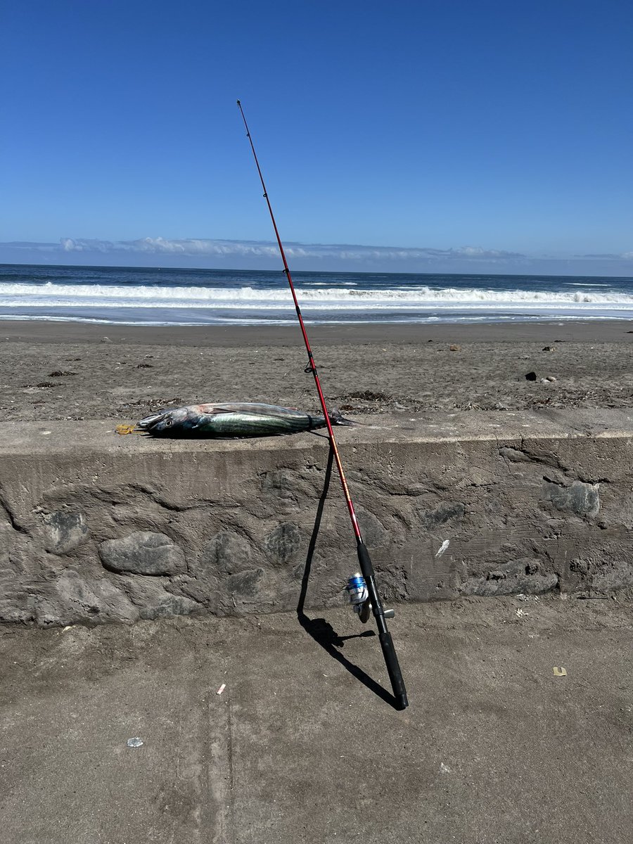 Camaralentaa's tweet photo. Mi primer mono en playa huayquique ✨👑 
#iquique 
#playahuayquique
#mono
 #bonito https://t.co/tCBhDN11R2