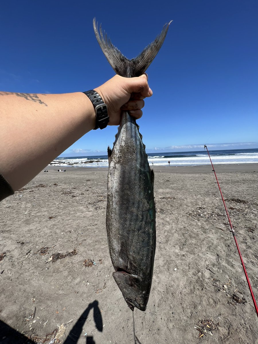 Camaralentaa's tweet photo. Mi primer mono en playa huayquique ✨👑 
#iquique 
#playahuayquique
#mono
 #bonito https://t.co/tCBhDN11R2