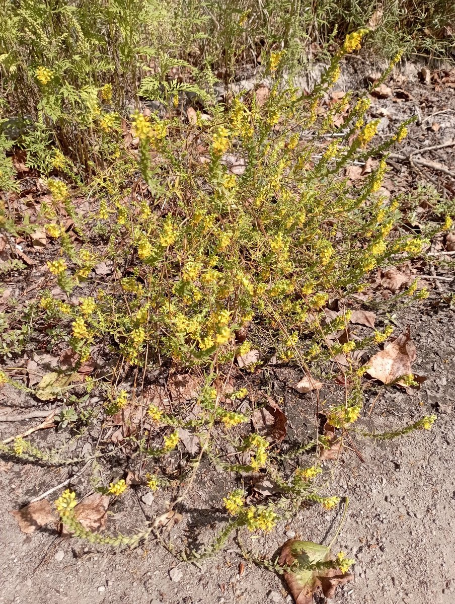 Bomber9150's tweet photo. I don’t know what kind of plant this is, but perhaps it’s from the genus Broomaceae 
#Ukraine #Dnipro #Travel #flover  #plant #nature https://t.co/RdVcBUGmdN