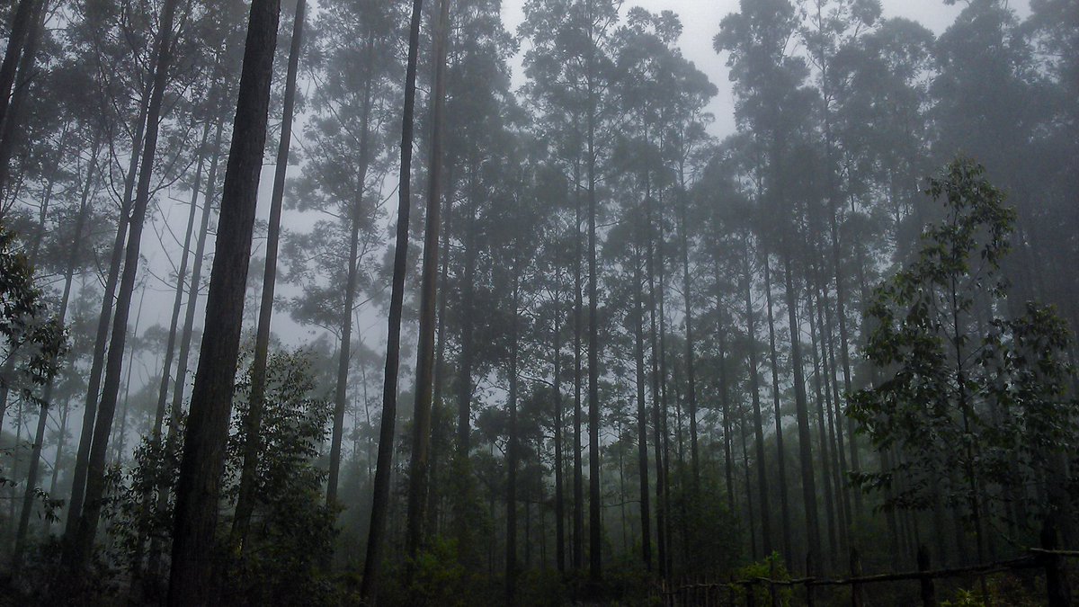 hiker_unknown's tweet photo. පාලුවට ගිය පාරක මේ වගේ මීදුමක් සෙට් වෙලා තියනවා ද? 🥺 https://t.co/0s1q3070nk