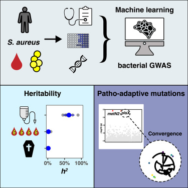 Stefano Giulieri (@stefanoinoz) on Twitter photo Can we use bacterial GWAS to inform treatment choices in in Staphylococcus aureus sepsis ? In our paper just published in <a href="/CellReports/">Cell Reports</a> we delve into bacterial heritability, lineage effects and adaptive mutations behind infection outcomes. Link here: 10.1016/j.celrep.2023.113069 Can we use bacterial GWAS to inform treatment choices in in Staphylococcus aureus sepsis ? In our paper just published in <a href="/CellReports/">Cell Reports</a> we delve into bacterial heritability, lineage effects and adaptive mutations behind infection outcomes. Link here: 10.1016/j.celrep.2023.113069