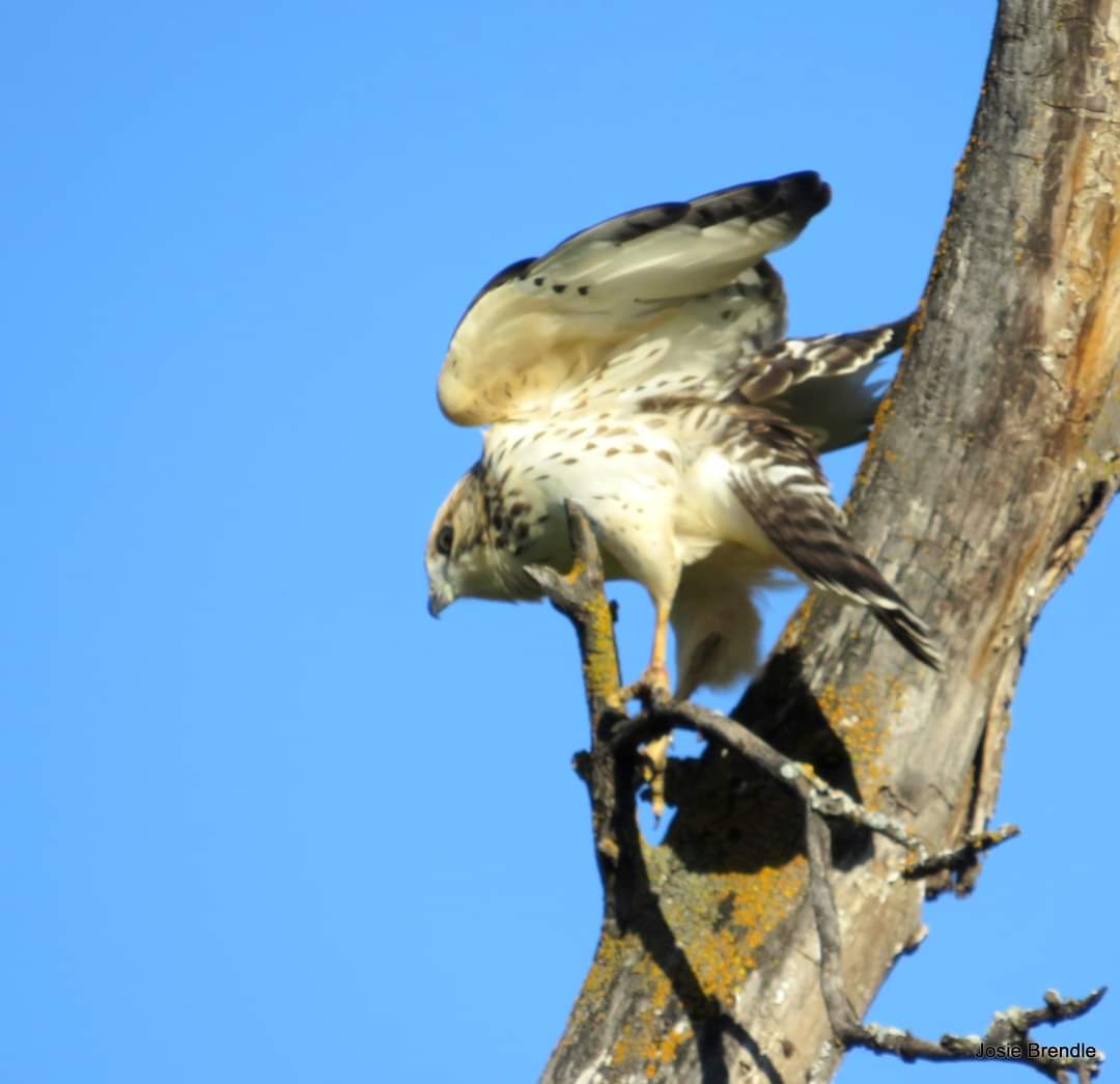 BrendleJosie's tweet photo. #NaturePhotography #nature #BirdsOfTwitter #Manitoba #cpaws https://t.co/yJNpuAdJS5