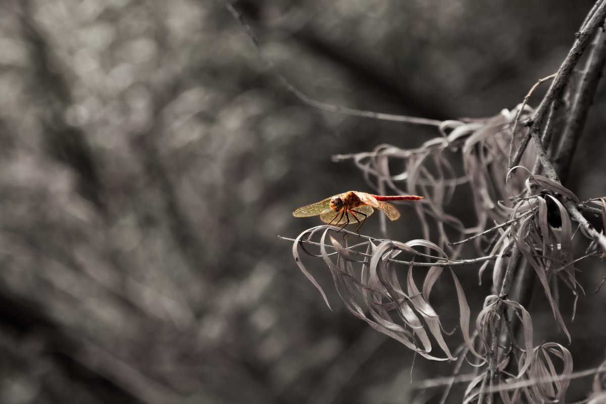 koijoiphoto's tweet photo. #dragonfly #mayfly #wildlifephotography #nature https://t.co/wa1R2UNMuZ