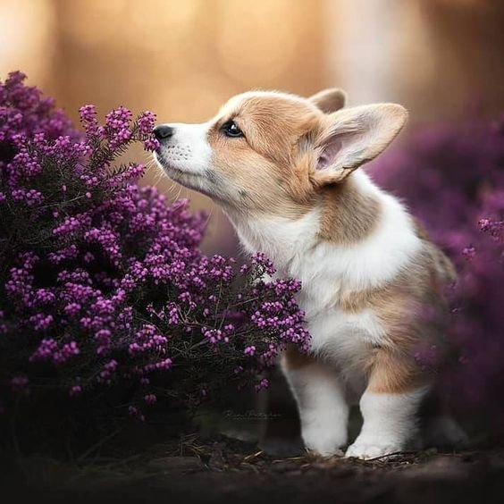 corgifanss's tweet image. Rate This Cuteness 10-100??😍📷
#CorgiLovers #CorgiCrew #Corgipuppy #Dogsoftwitter #Corgis