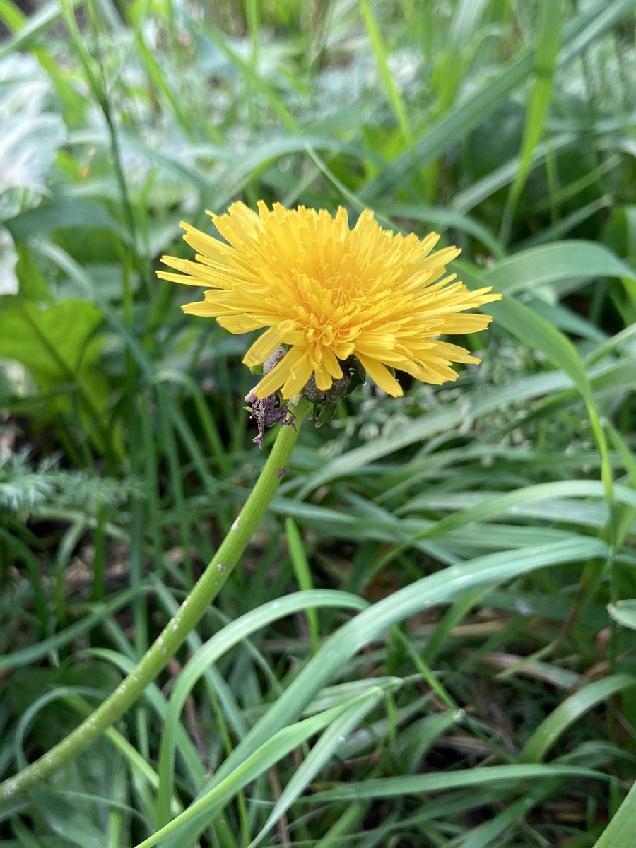 Huomenta vaan! Yksittäinen voikukka jaksaa vielä syyskuun puolivälissä kukkia. Silläkin on oma tarkoituksensa ja merkityksensä. Se on kuin pieni säteilevä aurinko keskellä vihreää ruohomerta.