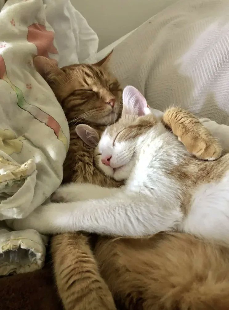 Why you should have a cat (@shouldhavecat) on Twitter photo 
