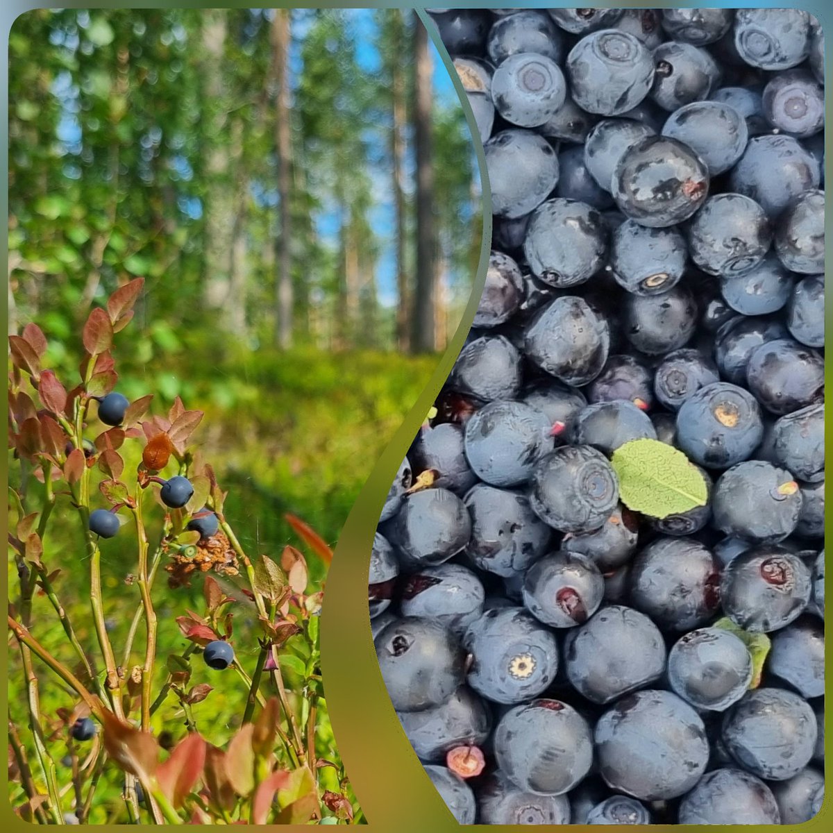 Sakari Alasuutari tweet media