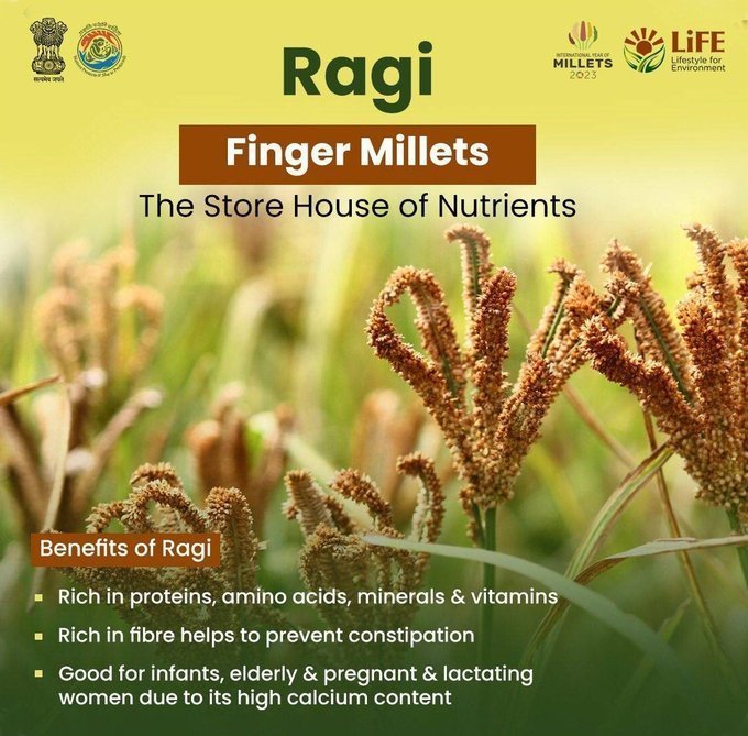 drm_mb's tweet photo. Ragi is often referred to as 'finger millet' as its spiky head resembles the five fingers in a hand. #KnowYourMillets #IYOM2023 #IYM2023 
@RailwayNorthern 
@RailMinIndia https://t.co/HYq9NYxAzm