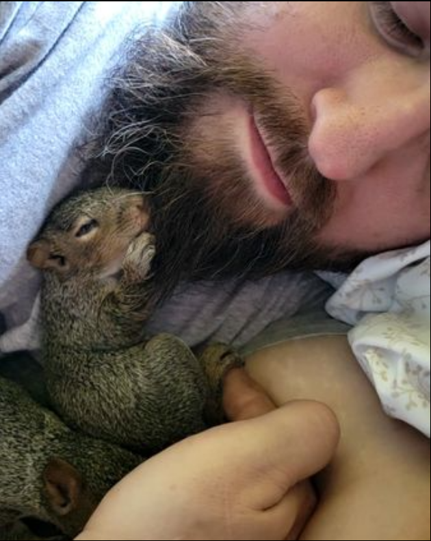 This is why beards #squirrels #squirrelrefuge #squirrelrescue