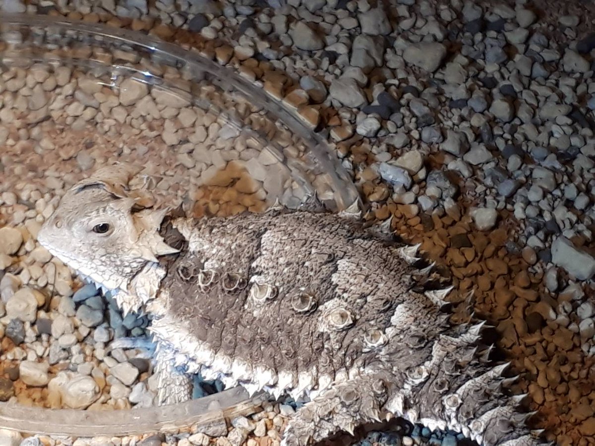 家の人からお知らせw

今日は蛇の次は君みたいだね😅とりあえず頭皮から🤗