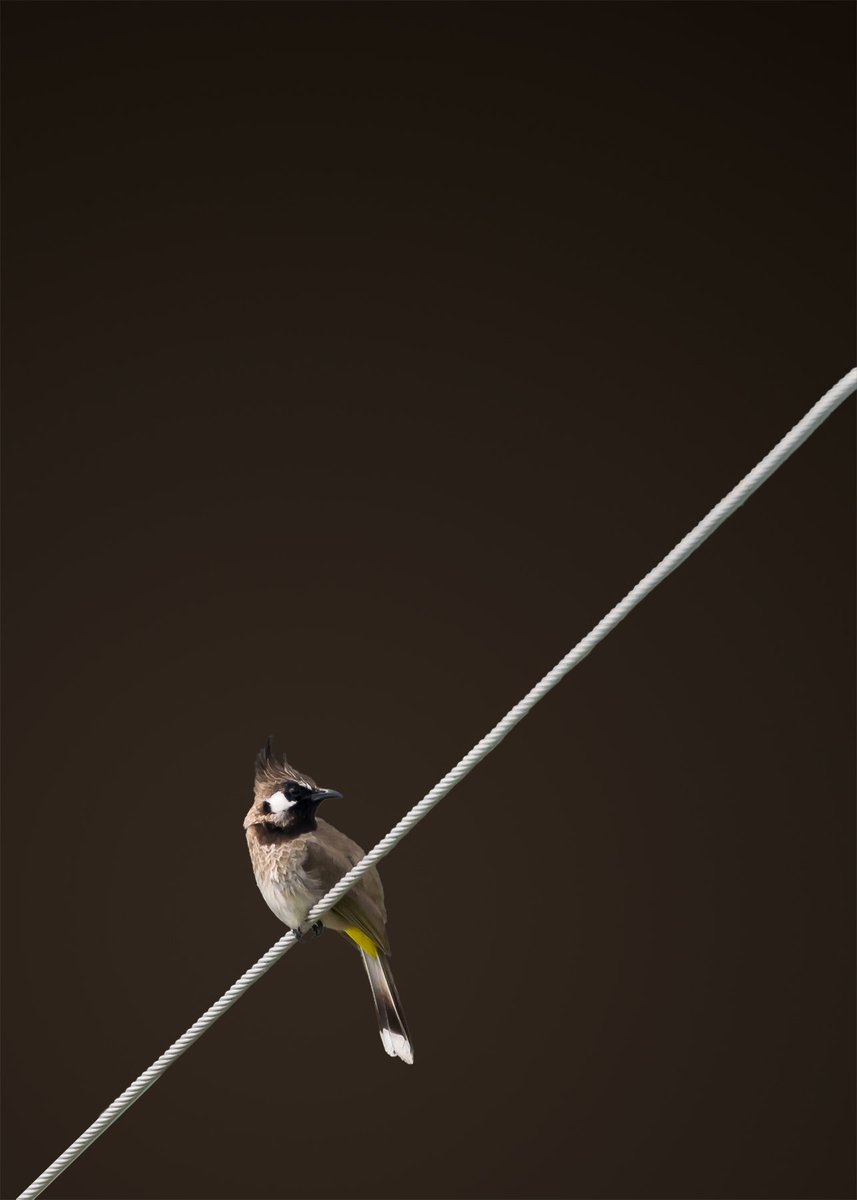 amitdabasphotos's tweet photo. White eared bulbul

#bird #birdphotography #birdportrait #beautiful #bulbul #nature #psedit #IndiAves https://t.co/I1Z7nyiD80