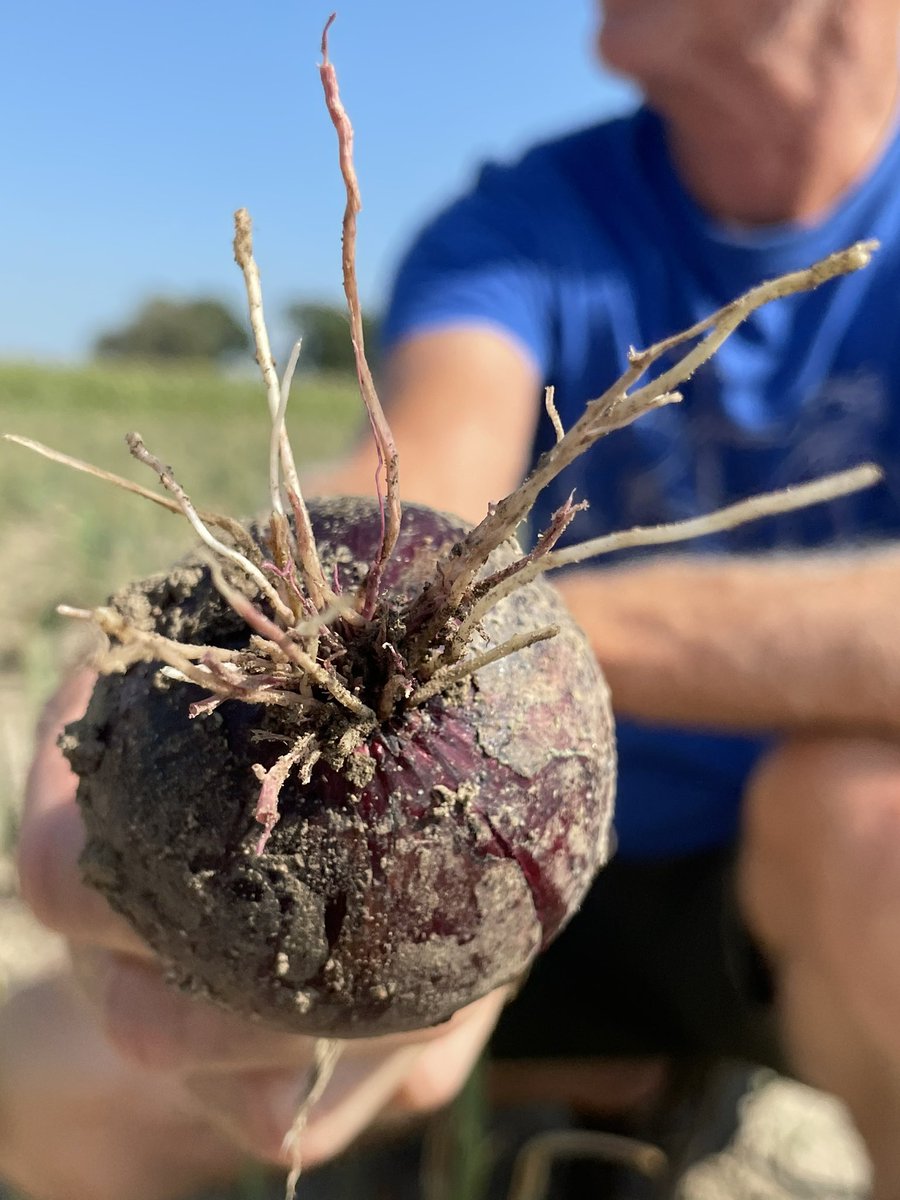 Jaap_Jonker9's tweet image. Binnen team @HLBbv @DeGroeneVlieg kennis delen om samen te groeien. Together Everyone Achieves More (TEAM). #uien #voorkomenisbeterdangenezen #uienvliegschade #valsemeeldauw #pinkroot #zaai20mei ❌