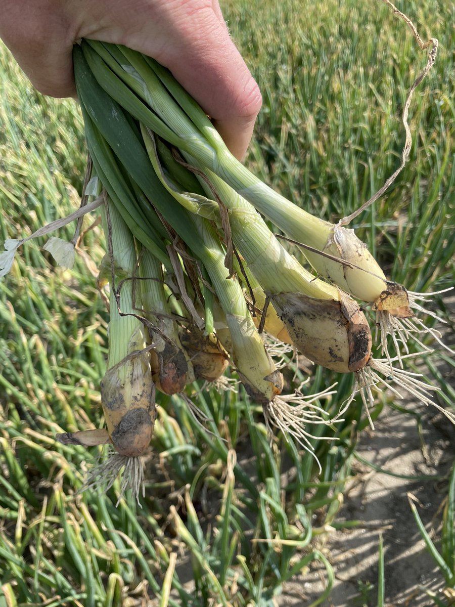 Jaap_Jonker9's tweet image. Binnen team @HLBbv @DeGroeneVlieg kennis delen om samen te groeien. Together Everyone Achieves More (TEAM). #uien #voorkomenisbeterdangenezen #uienvliegschade #valsemeeldauw #pinkroot #zaai20mei ❌