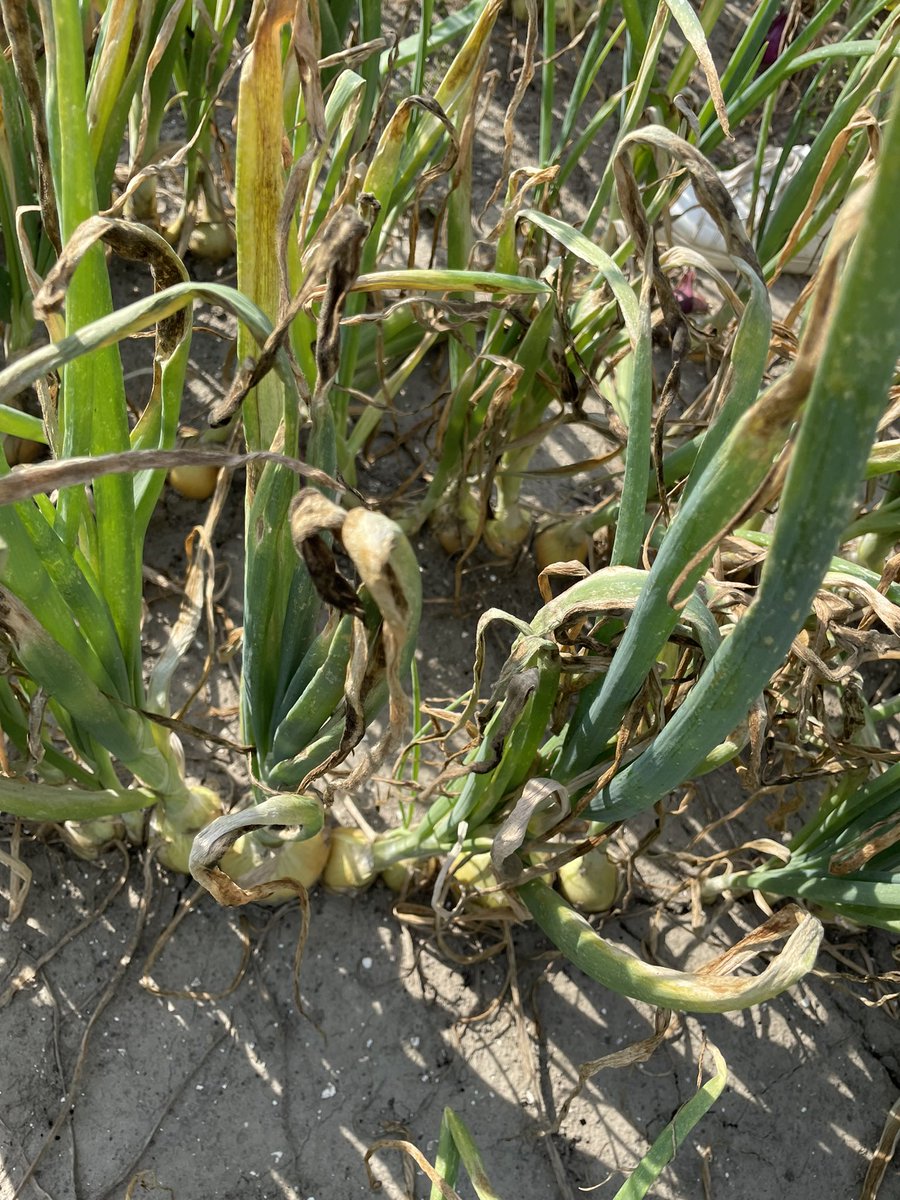 Jaap_Jonker9's tweet image. Binnen team @HLBbv @DeGroeneVlieg kennis delen om samen te groeien. Together Everyone Achieves More (TEAM). #uien #voorkomenisbeterdangenezen #uienvliegschade #valsemeeldauw #pinkroot #zaai20mei ❌