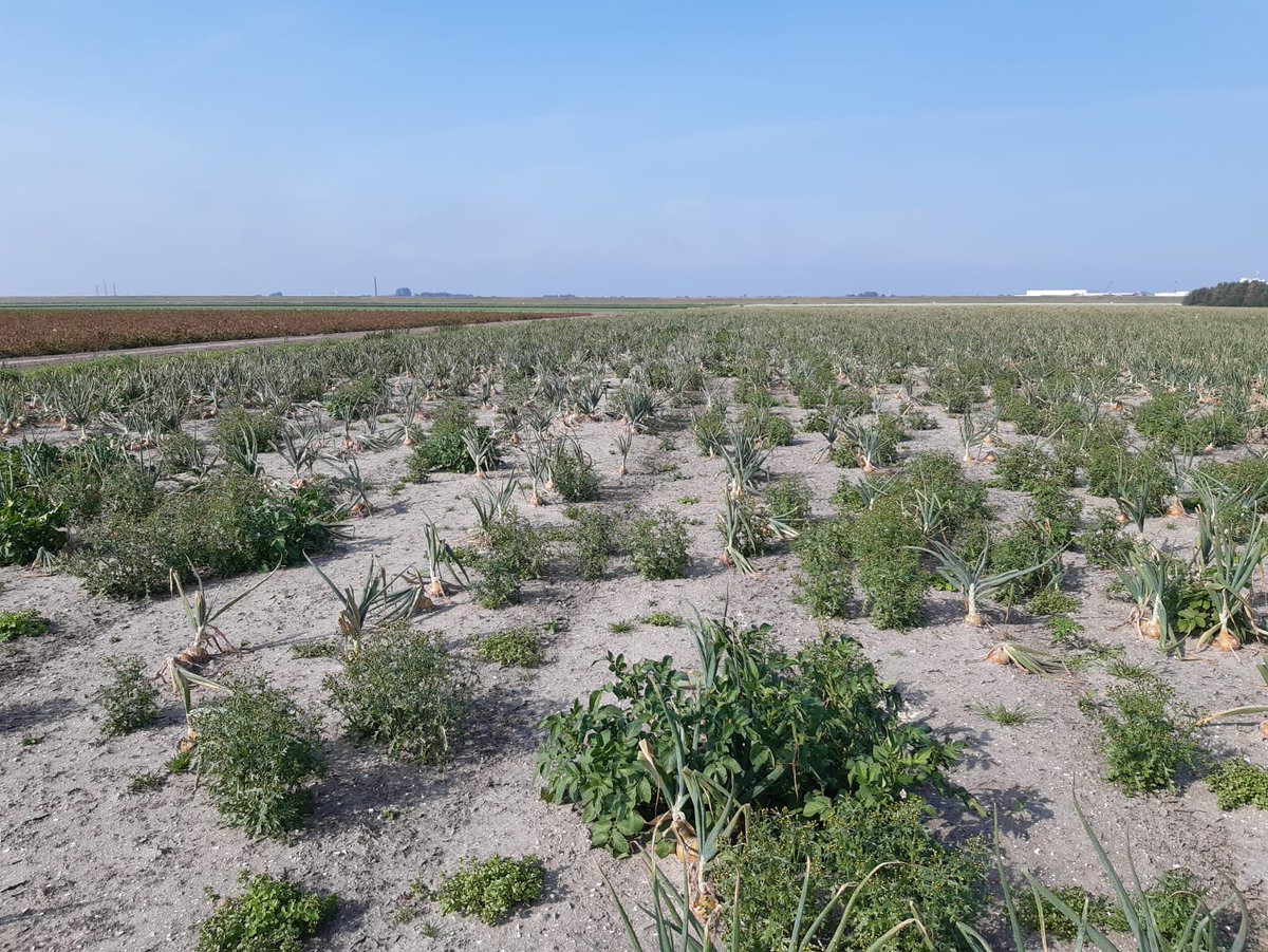 Jaap_Jonker9's tweet image. Binnen team @HLBbv @DeGroeneVlieg kennis delen om samen te groeien. Together Everyone Achieves More (TEAM). #uien #voorkomenisbeterdangenezen #uienvliegschade #valsemeeldauw #pinkroot #zaai20mei ❌