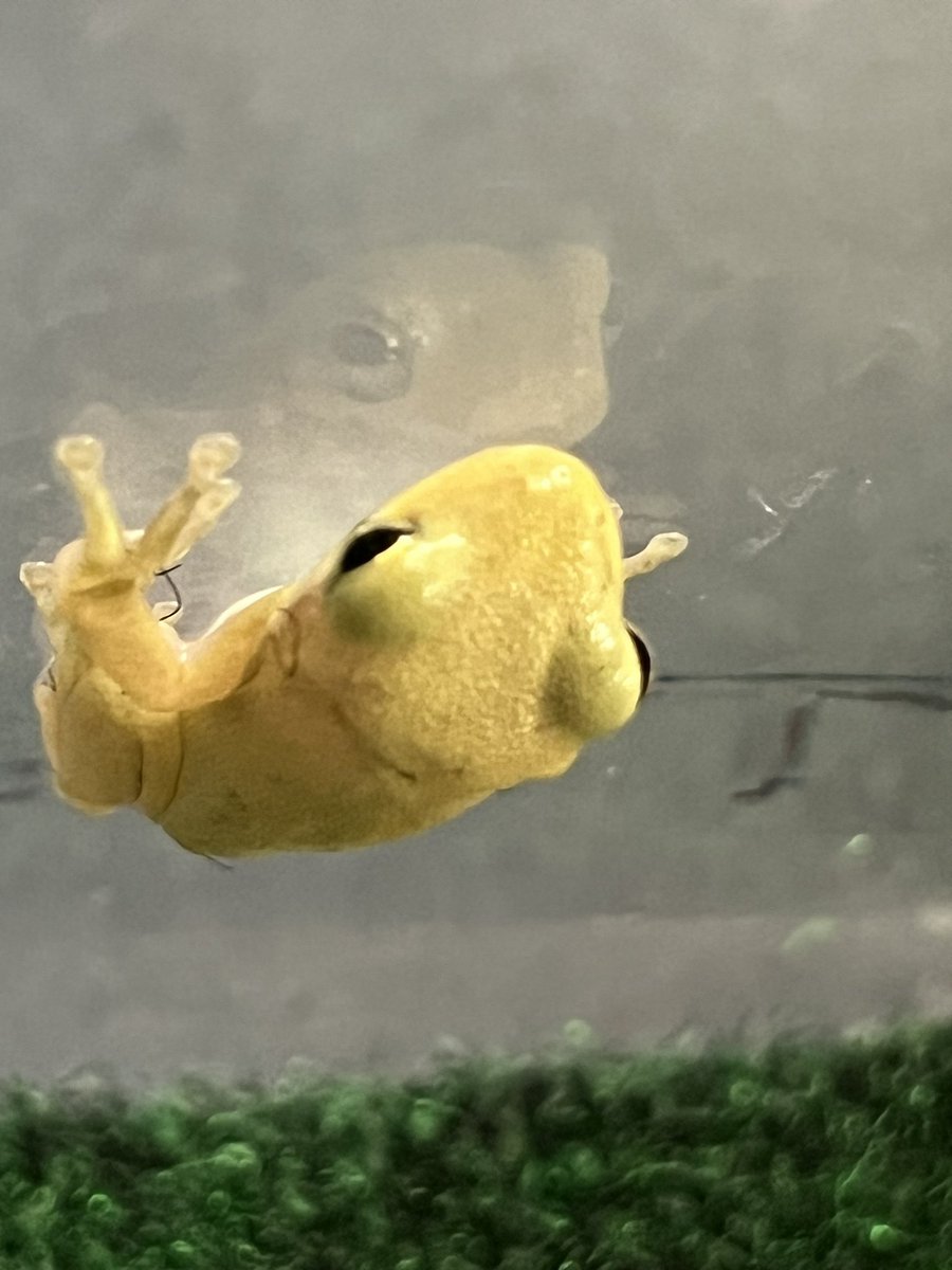 Mrs.Bone's Class tweet media