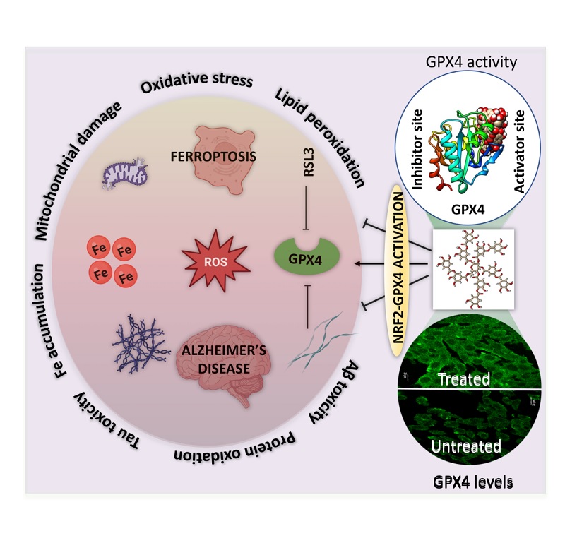 DSTIndia (@indiadst) on Twitter photo Potential treatment route for #Alzheimer's #disease found in natural polyphenol.
<a href="/DrJitendraSingh/">Dr Jitendra Singh</a> <a href="/rajesh_gokhale/">Rajesh Gokhale</a> <a href="/jncasr/">JNCASR Bangalore</a> <a href="/govindaraju_tgr/">T Govindaraju</a>
🔗dst.gov.in/potential-trea… Potential treatment route for #Alzheimer's #disease found in natural polyphenol.
<a href="/DrJitendraSingh/">Dr Jitendra Singh</a> <a href="/rajesh_gokhale/">Rajesh Gokhale</a> <a href="/jncasr/">JNCASR Bangalore</a> <a href="/govindaraju_tgr/">T Govindaraju</a>
🔗dst.gov.in/potential-trea…