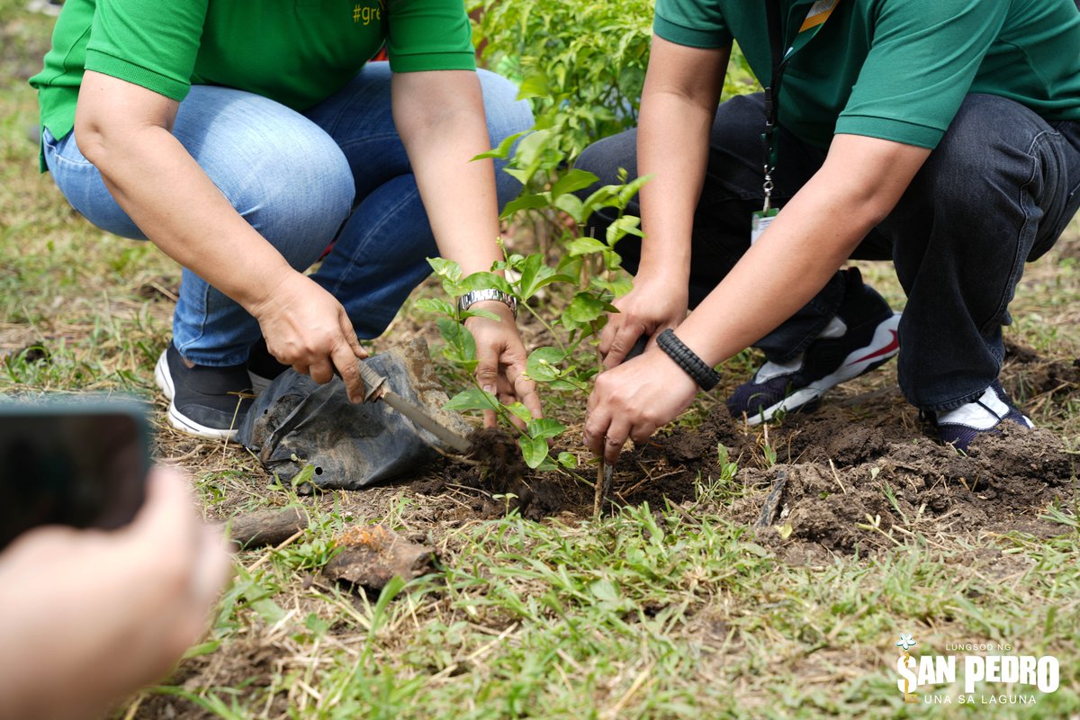 SanPedroPAIO's tweet image. The City Government of San Pedro held a Tree Planting Activity today, September 13, 2023, 9AM at the Sampaguita Nursery Farm, Brgy. Rosario. See full details here: tinyurl.com/yce4jthh

#HBDPBBM
#LABForAll
#BagongPilipinas