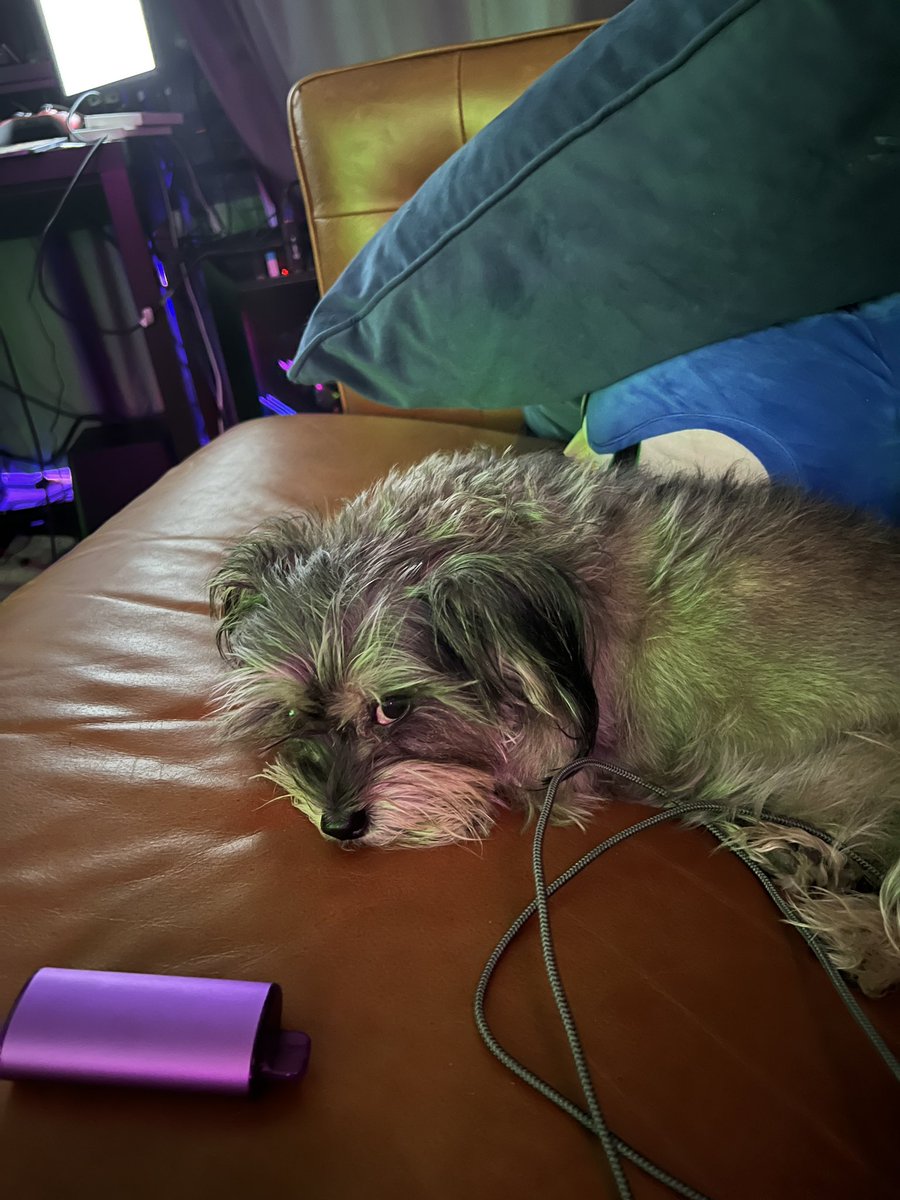 PicklesGGs's tweet photo. She’s so sick of you https://t.co/kp7KeVp7ra