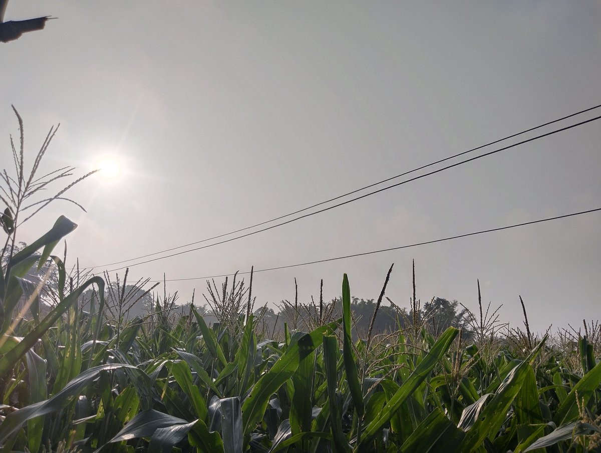 माननीय   महोदय देवघर जिला के  मोहनपुर प्रखण्ड के  बीचगढ़ा पंचायत ग्राम बलजोरा में 11000 की तार नीचे हो जाने के कारण ग्रामीणों को अपने खेत में जाने में खतरा सा बना रहता है कभी भी किसी बढ़ी घटना ना हो जाए अतः महोदय से निवेदन हे की मामले को संज्ञान में लेने की कृपा करे