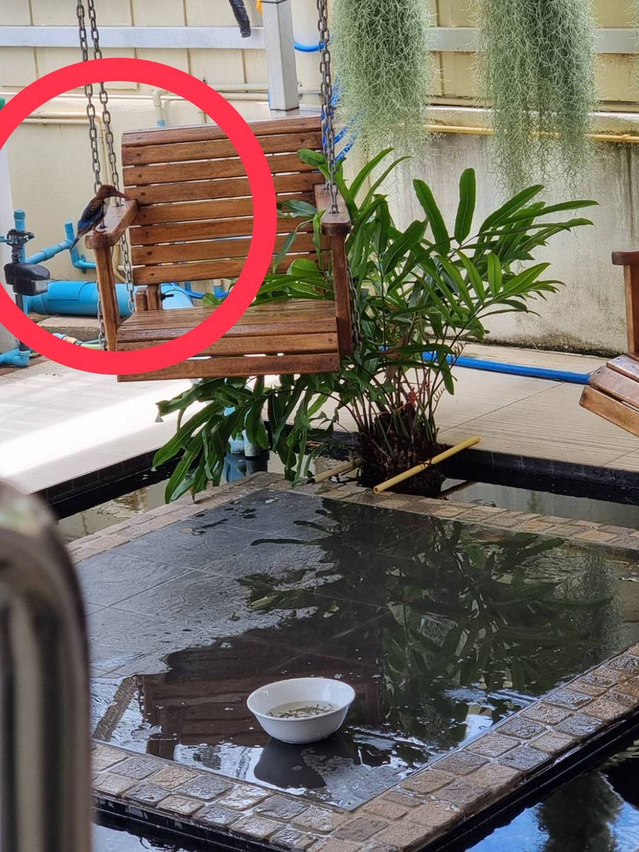 My little friend the bluebird, when in my area I go his/her visit and I scoop some fishes for him / her.