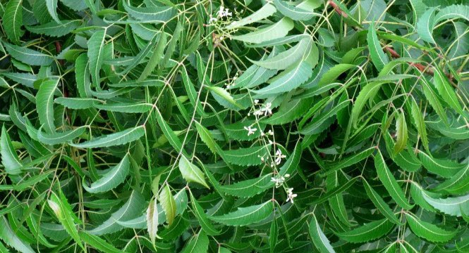 HerbalistChief's tweet photo. Neem tree cures  

🌿malaria
🌿diabetes
🌿arthritis
🌿asthma
🌿worm infestation
🌿itchy skin
🌿cancer
🌿hepatitis 
🌿UTI 
🌿piles 

Boil two tablespoons of dried powdered leaves or bark with water and drink twice daily.  Nature heals. 

#BackToEden https://t.co/VNa1rl7Oxj