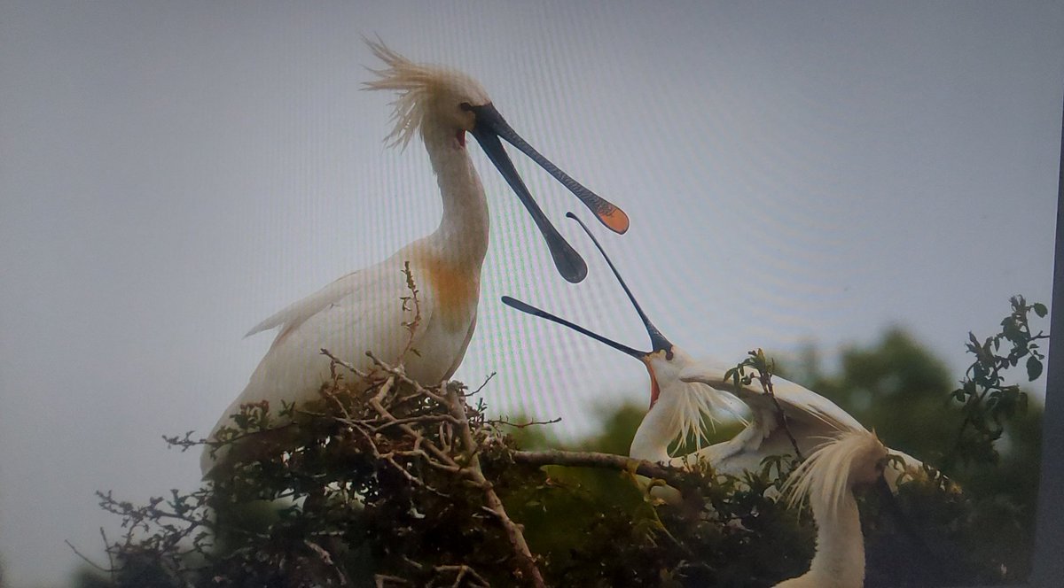 NHarnser's tweet photo. Pleasing to report now the breeding season has finally ended that Holkham produced 90 fledged Spoonbills from 46 nests this year, another record number. https://t.co/7v7hm0JStg
