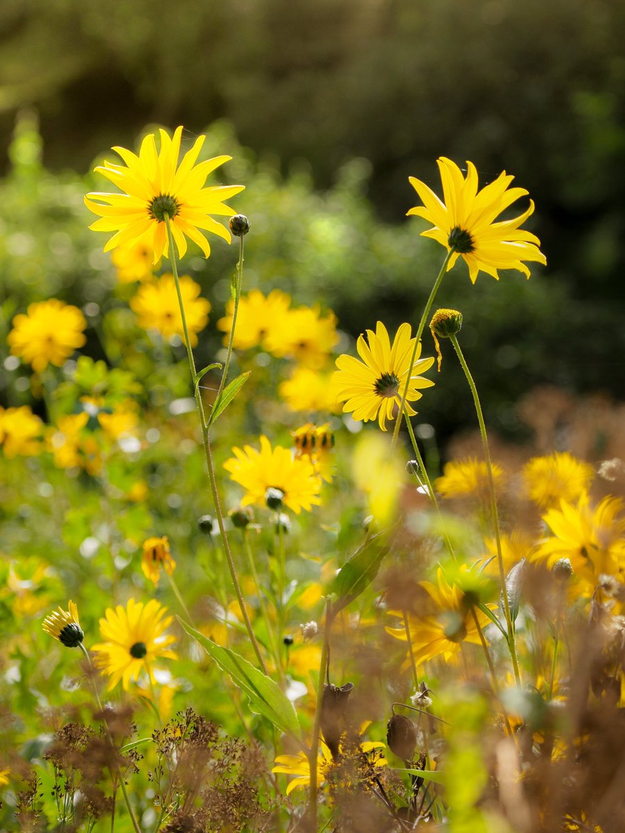 There’s still time to discover colour in our garden this week, join us for a leisurely strole 🤗🪴 #helianthus <a href="/CotswoldsInfo/">The Cotswolds</a> <a href="/CGFBrown/">Cotswold Garden Flowers</a> <a href="/DogFriendlyCots/">DogFriendlyCotswolds</a>