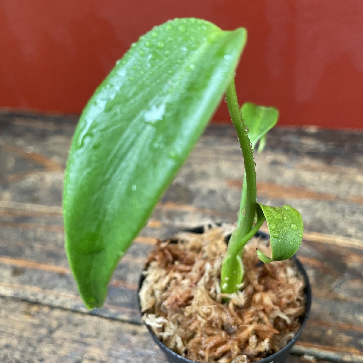 jungler_jp's tweet photo. モンステラバールマルクスの子株が芽生えた！

Monstera Balmarx seedlings have sprouted!

#monstera #モンステラ #モンステラバールマルクスフレーム #植物 #観葉植物 #plants https://t.co/JFBBZQsD0Z
