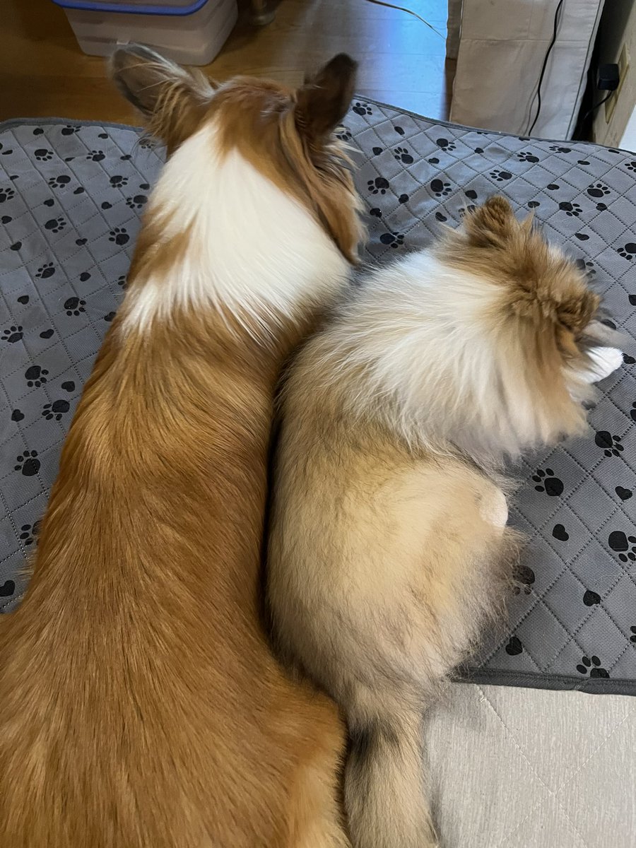 何をするのも一緒☺️
仲良し兄妹🐶✨
#シェルティパピー
#シェルティmix