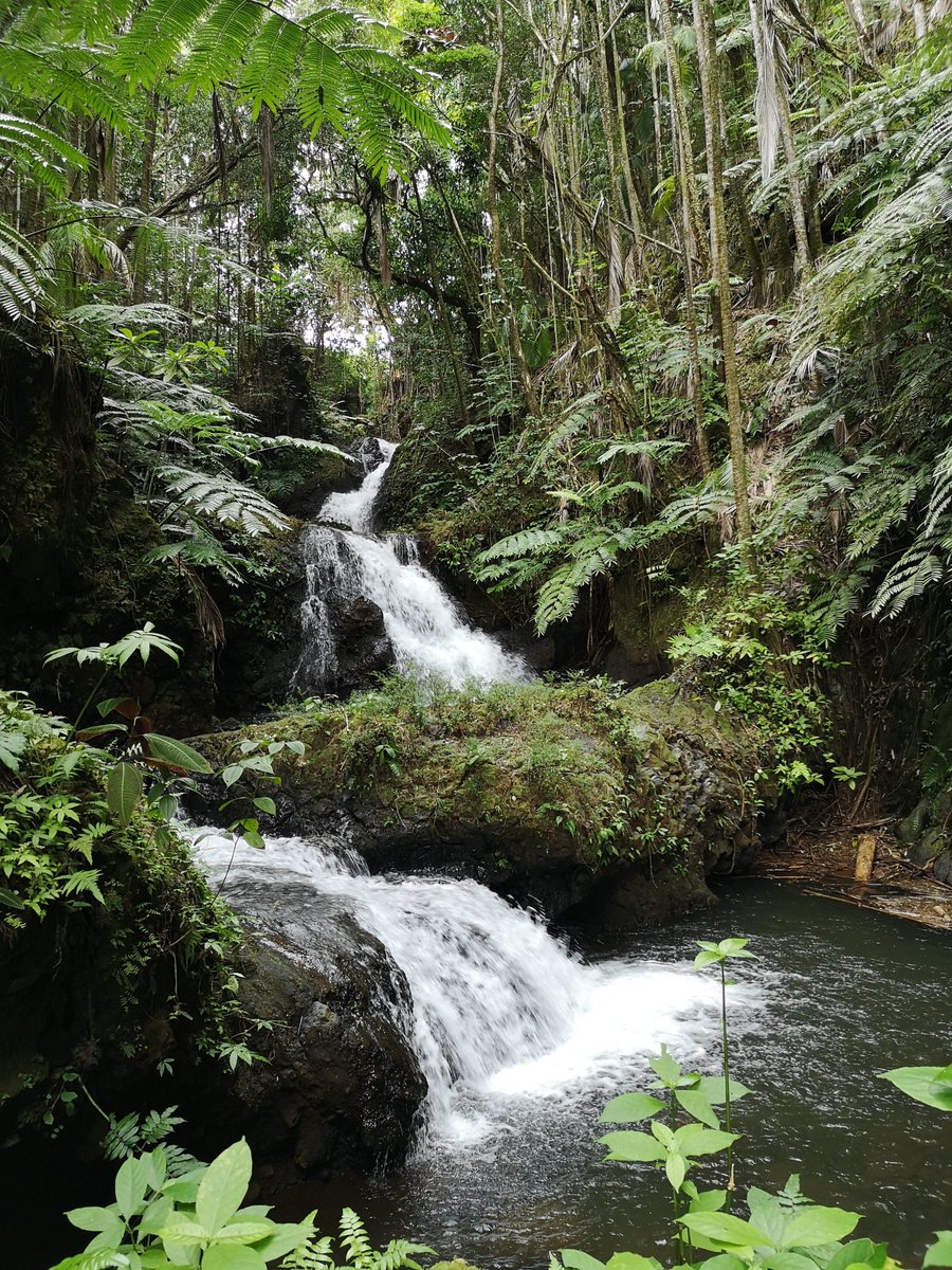 The Alakahi Stream Trail @ Hawaii Tropical Botanical Garden
.
.
.
.
.
#Hawaii #Hawaiian #hawaiitrip #hawaiivacation #40thBirthday #hawaiitropicalbioreserve #hawaiitropicalbotanicalgarden #htbg #onomeabay #bigislandhawaii #waterfall #waterfalls #waterfallwednesday #waterfall