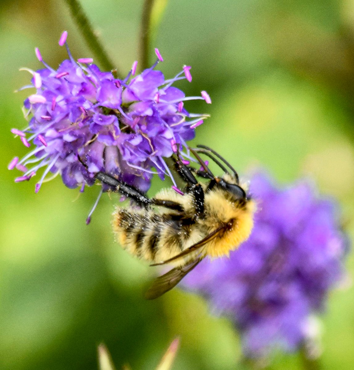 nadski65's tweet photo. “Happy Wednesday! May your day be as bright as the morning sun and as fruitful as a flower in bloom.”🩷🩵
#nature #NaturePhotography #bees #flowers #insects #polinator #WednesdayMotivation #morning #macrophotography #nikon #nikonphotography @UKNikon https://t.co/53hcGITUCA
