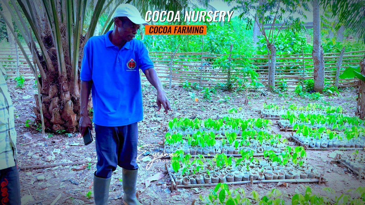 How do you Nurse Cocoa Seeds #cocoa #cocoafarming #farming #diygarden 

Video link: youtube.com/shorts/Yux2IOq…