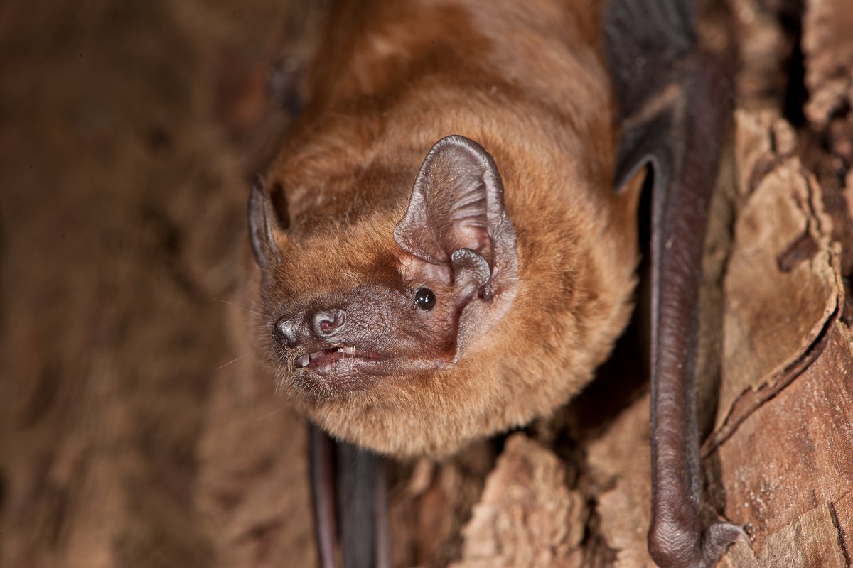 🦇Mach mit beim internationalen #CitizenScience Projekt und beteilige dich an der diesjährigen Abendsegler-Simultanzählung.📊 Helfe dabei, den Grossen Abendsegler zu schützen. 
Infos &amp; Mitmachen: tinyurl.com/2xmpz4a5

#Schweizforscht #Naturschutz