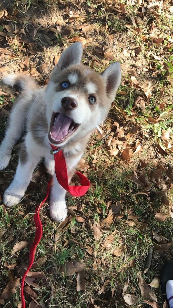 Пушистика вам в ленту!🌺🌹🌼🌹🌺