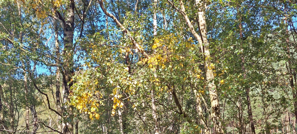 The shorter daylight and cooler nights are a sign to the trees that Autumn is coming. Many birch in the valley have started displaying yellow leaves. We can't wait for this years colourful display.